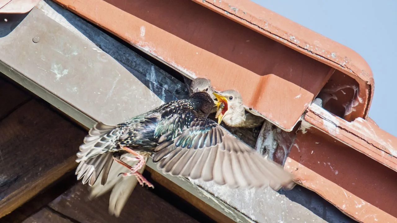 Bird Control Services - Bird Control - Hortilinks International