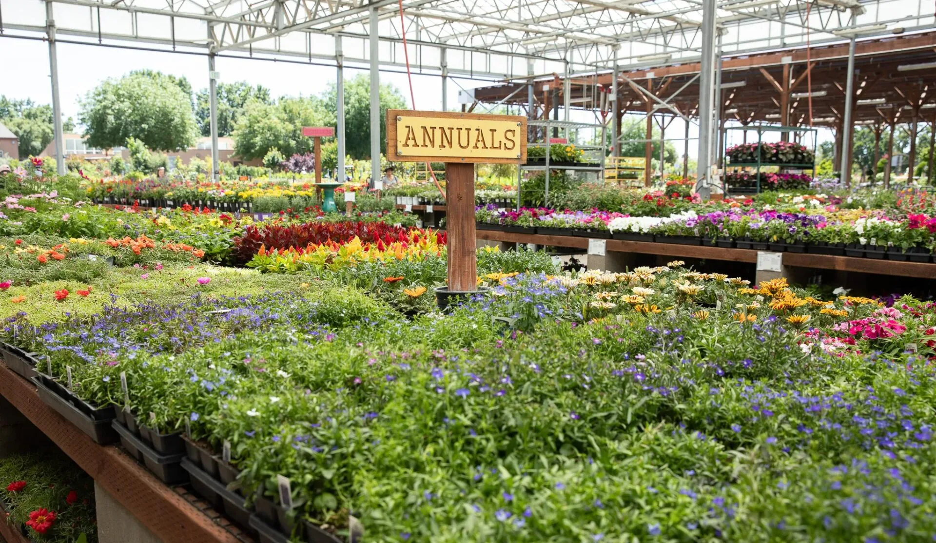 Supply Of Ornamental Plants - Ornamental Plants 6 - Hortilinks International