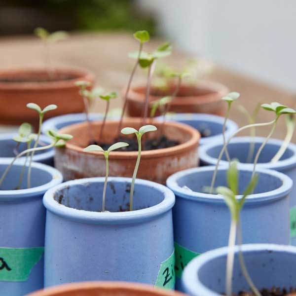 About Company - Seedlings - Hortilinks International