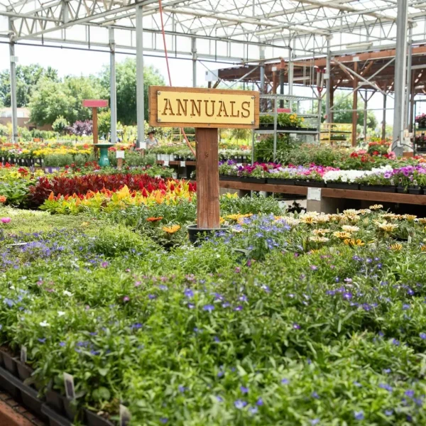 Supply Of Ornamental Plants - Ornamental Plants 6 - Hortilinks International